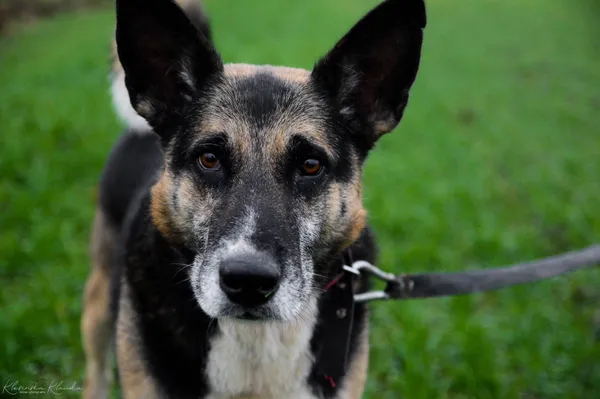 Oddam psa, Olsztyn, 30 kwietnia 2026 (1/4)