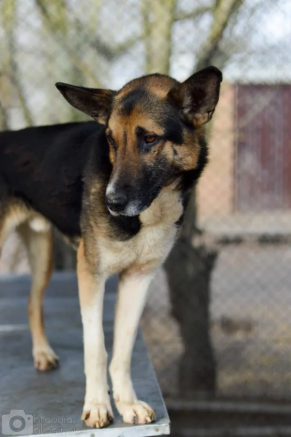 Oddam psa, Olsztyn, 30 kwietnia 2026 (4/4)