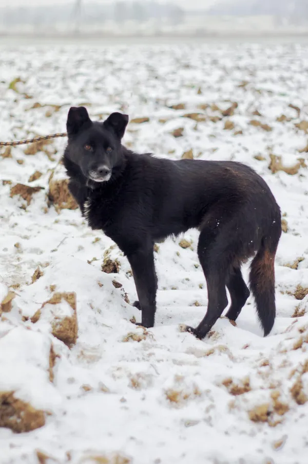 Oddam psa, Olsztyn, Osiedle Kętrzyńskiego, 30 kwietnia 2026 (2/4)