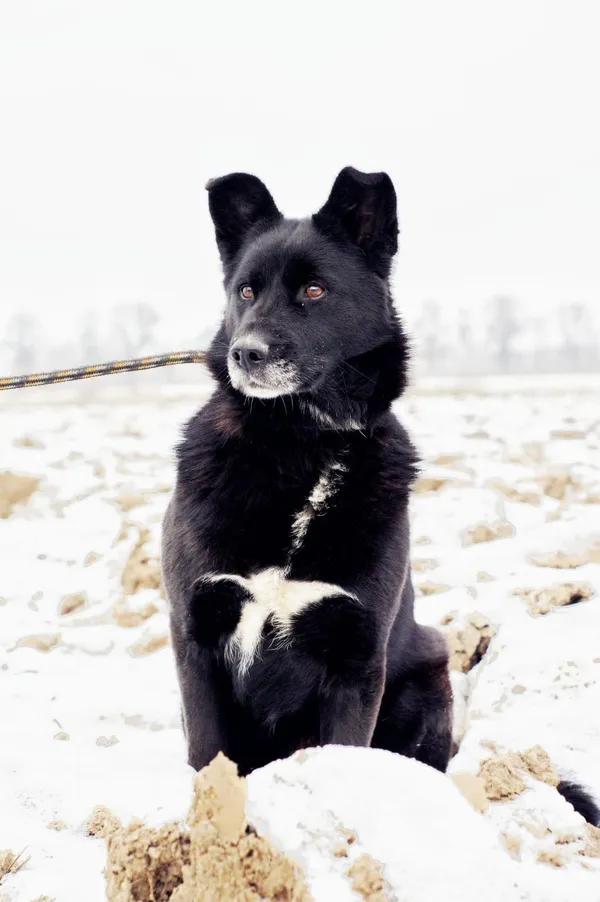 Oddam psa, Olsztyn, Osiedle Kętrzyńskiego, 30 kwietnia 2026 (3/4)