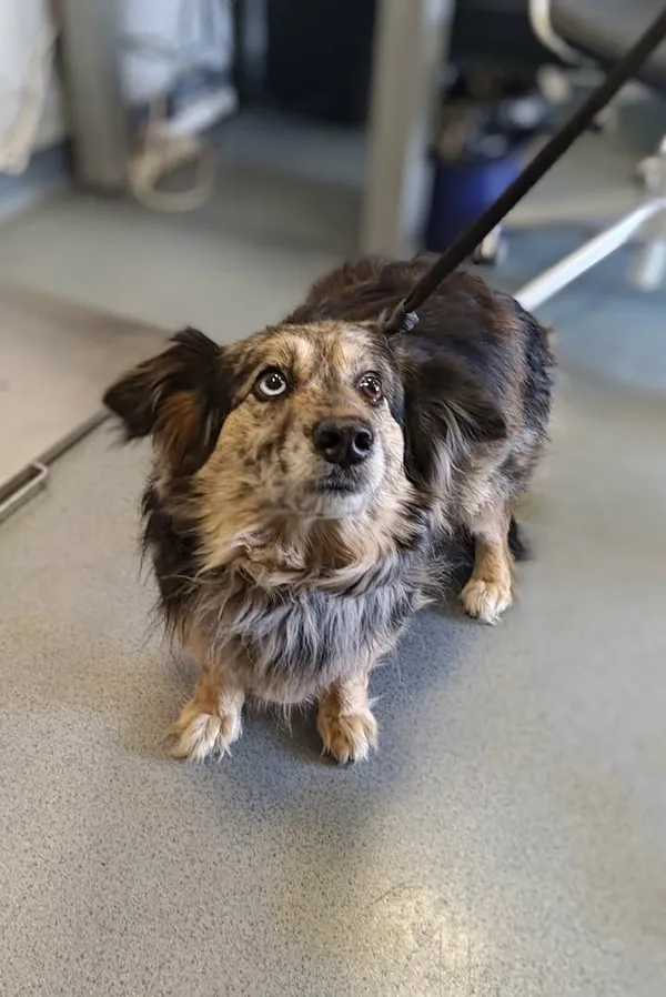 Znaleziono psa, Lublin, 30 kwietnia 2026