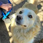 Pies do adopcji