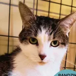 Kot do adopcji