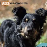 Pies do adopcji