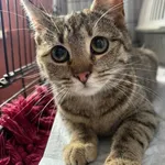 Kot do adopcji