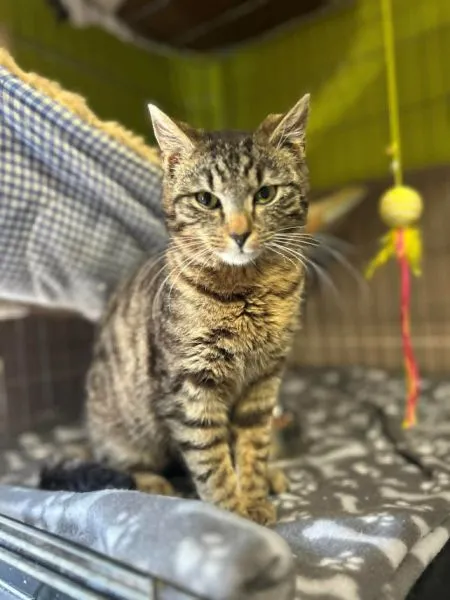 Kot do adopcji, Głowno, 1 maja 2026 (1/3)