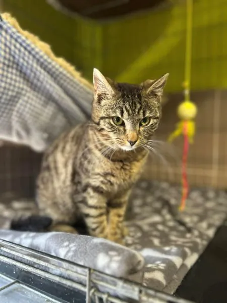 Kot do adopcji, Głowno, 1 maja 2026 (2/3)
