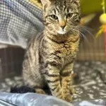 Kot do adopcji