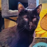 Kot do adopcji