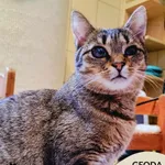Kot do adopcji