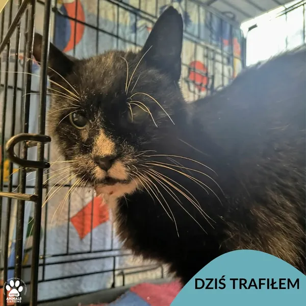 Znaleziono kota, Gdynia, 5 kwietnia 2026