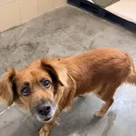 Pies do adopcji