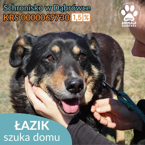 Pies do adopcji, Dąbrówka, 1 maja 2026 (4/4)
