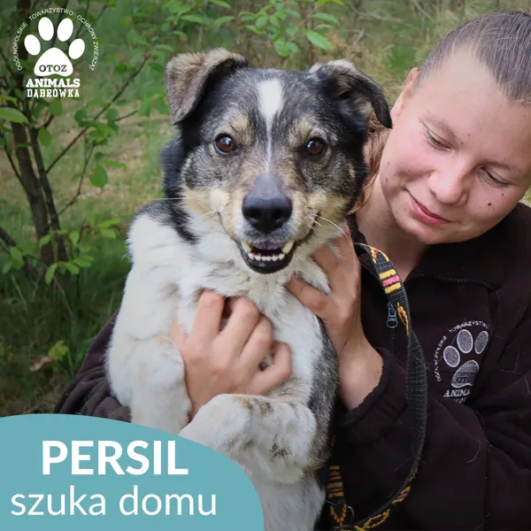 Znaleziono psa, Dąbrówka, 27 maja 2026 (3/4)