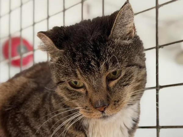 Kot do adopcji, Bydgoszcz, 3 maja 2026 (5/5)