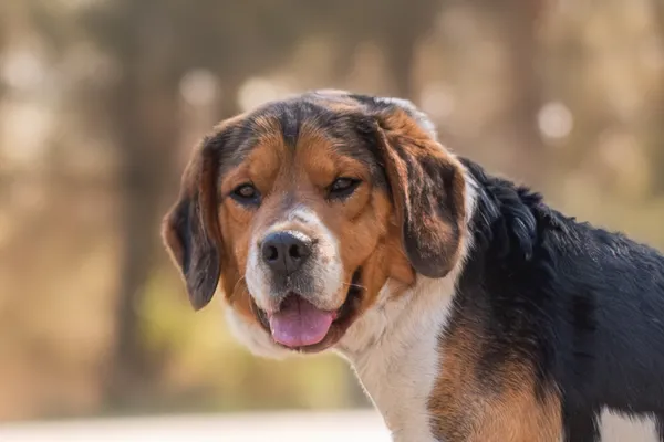 Pies do adopcji, Nowodwór, 1 maja 2026 (5/5)