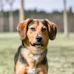 Pies do adopcji
