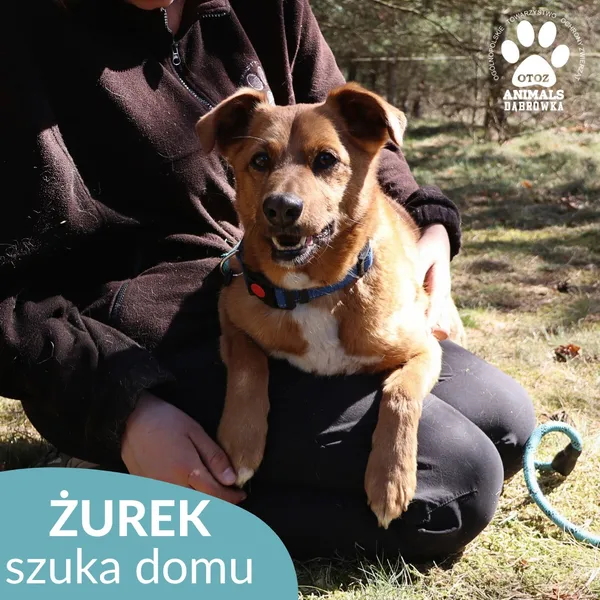 Pies do adopcji, Dąbrówka, 4 maja 2026 (2/4)