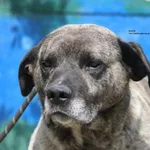Pies do adopcji