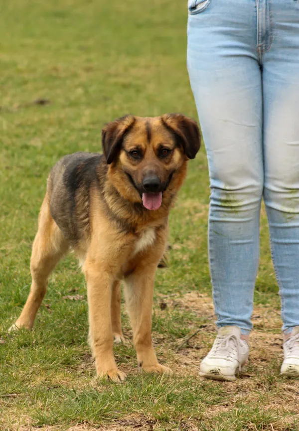 Pies do adopcji, Radom, 17 maja 2026 (3/5)