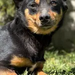Pies do adopcji