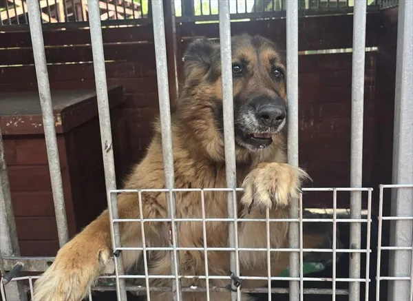 Pies do adopcji, Gorzów Wielkopolski, 3 maja 2026