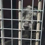 Pies do adopcji