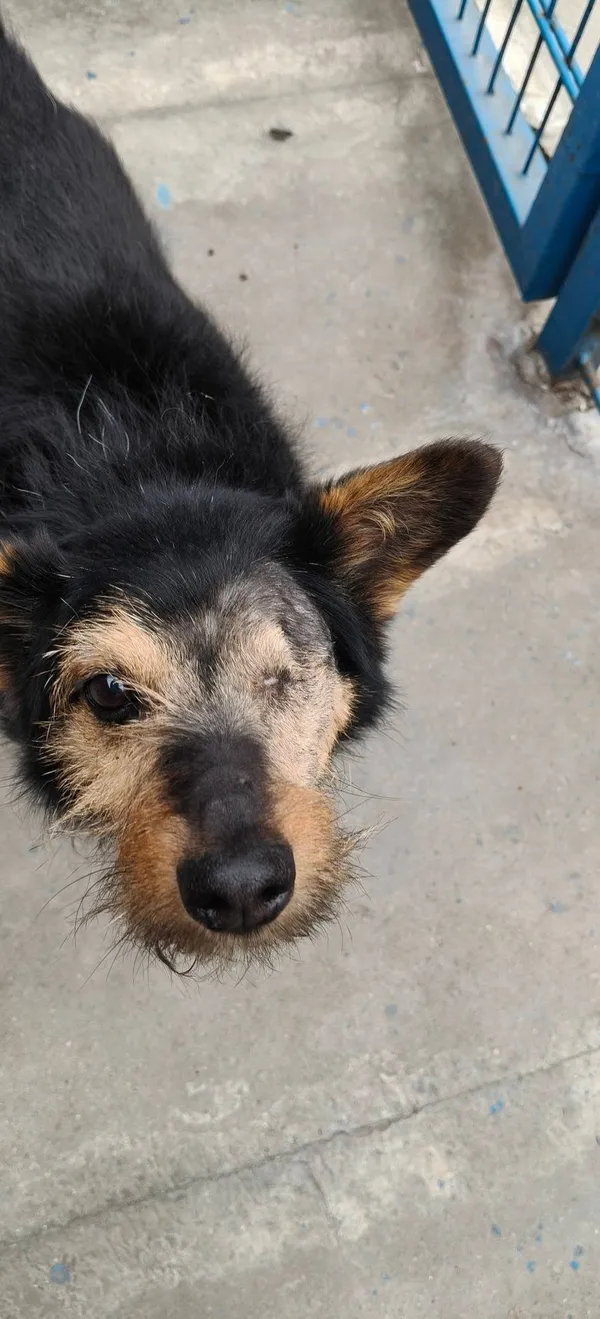 Pies do adopcji, Tychy, 14 lutego 2026