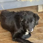 Pies do adopcji