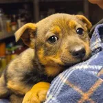 Pies do adopcji