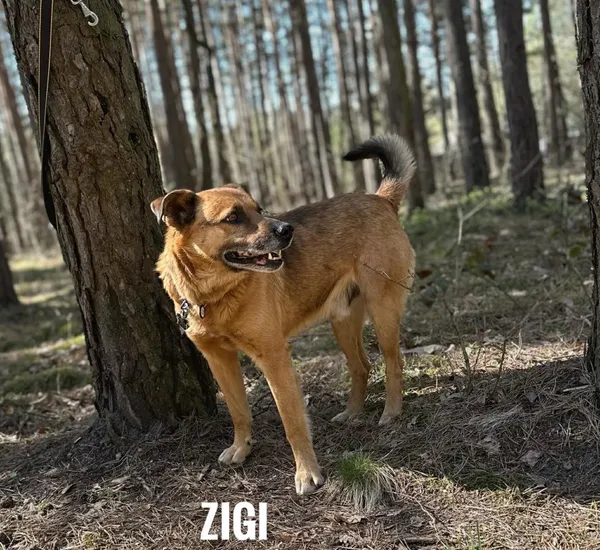 Pies do adopcji, Rytlów, 5 maja 2026