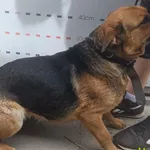 Pies do adopcji