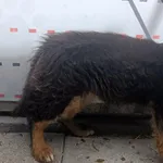 Pies do adopcji