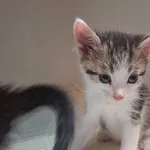 Kot do adopcji