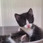 Kot do adopcji