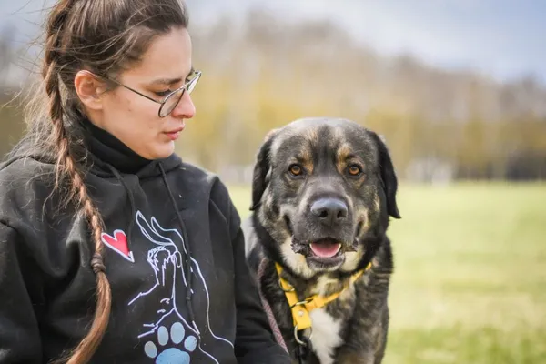 Pies do adopcji, Radom, 5 maja 2026 (1/5)