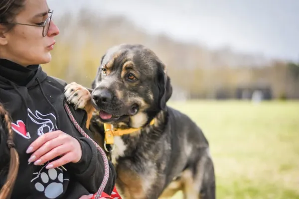 Pies do adopcji, Radom, 5 maja 2026 (4/5)