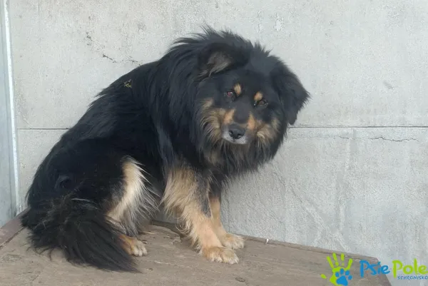 Znaleziono psa, Racławice, 3 maja 2026 (2/2)