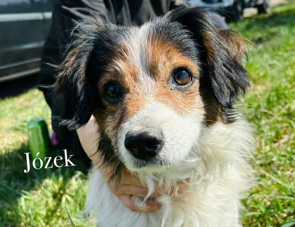 Pies do adopcji, Przyborówko, 6 maja 2026 (3/3)
