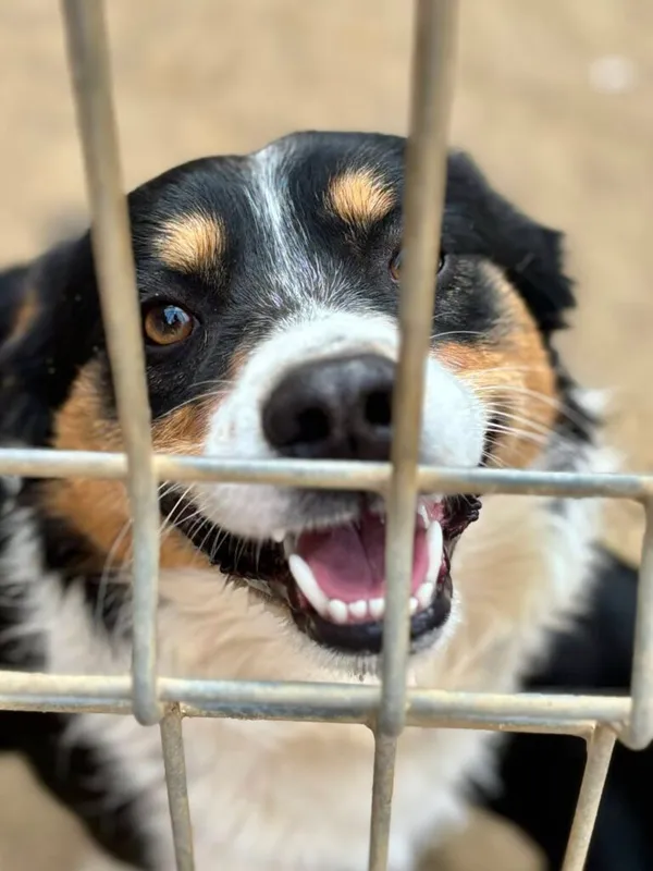 Pies do adopcji, Przyborówko, 6 maja 2026 (2/3)