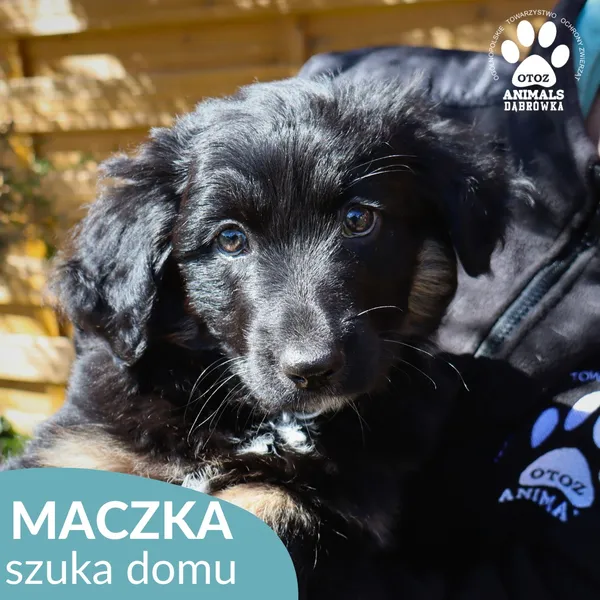 Pies do adopcji, Dąbrówka, 5 maja 2026