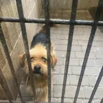 Pies do adopcji