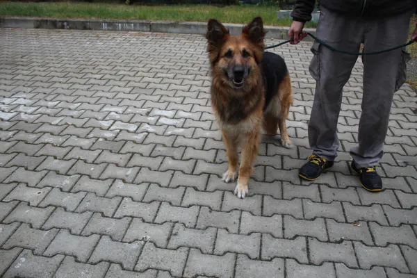 Pies do adopcji, Ciosny, 7 maja 2026