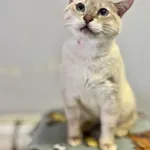 Kot do adopcji
