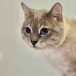 Kot do adopcji
