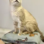 Kot do adopcji