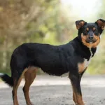 Pies do adopcji