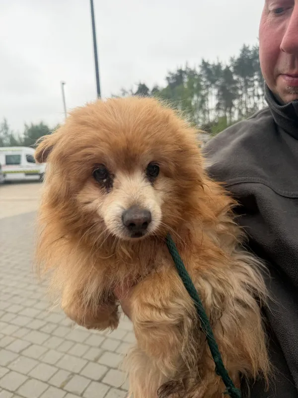 Pies do adopcji, Ciosny, 8 maja 2026