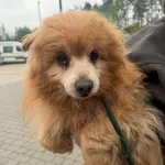 Pies do adopcji