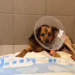 Pies do adopcji